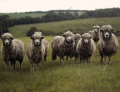 Turpināsies aizdevumu programma mazajiem lauku uzņēmējiem
