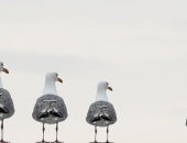 Vai prasības pēc nevainojamas reputācijas apgrūtinās biznesu?