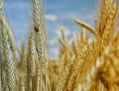 Biznesa uzsākšana lauksaimniekiem