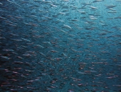 Pieejams atbalsts mikrozaļumu ražošanas, akvakultūras un zvejniecības uzņēmējiem