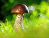 Ienākuma nodoklis nav jāmaksā par ienākumiem no savvaļas veltēm līdz 3000 eiro