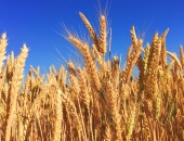 Lauksaimniecības uzņēmumu biznesa vērtība pieaugusi līdz miljardiem