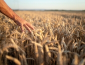 Lauksaimnieki var pieteikties bezprocentu īstermiņa aizdevumam