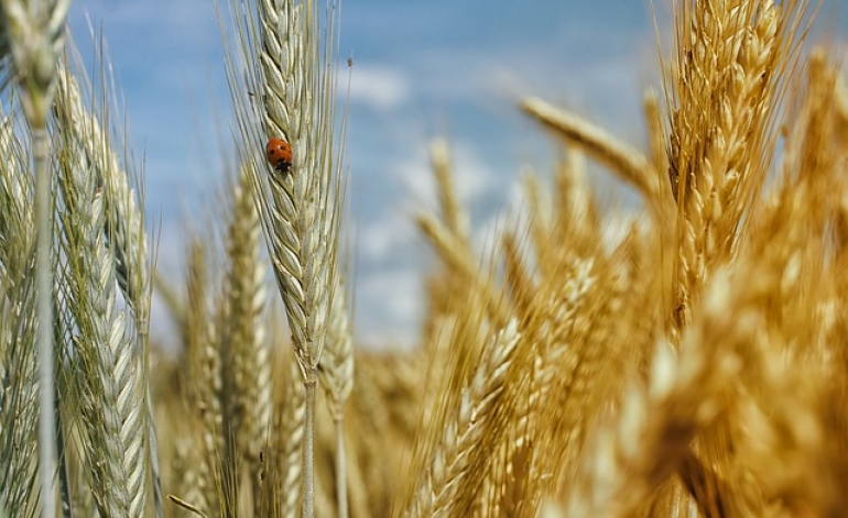Biznesa uzsākšana lauksaimniekiem