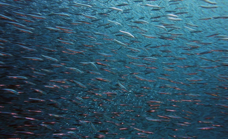 Pieejams atbalsts mikrozaļumu ražošanas, akvakultūras un zvejniecības uzņēmējiem